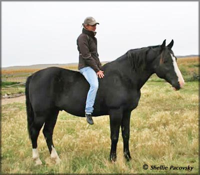 Slush Creek Jubal S. - range stallion at Slush Creek Walkers