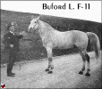 Buford L. F-11