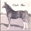 Chiefs Allen
