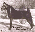 Shadow's Untouchable