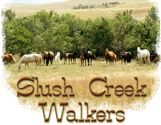 Welcome to Slush Creek Walkers, Tennessee Walking horse breeders in Bainville, Montana. With the largest herd of Heritage-certified horses in the world, our goal is to provide good quality, using horses at reasonable prices. Come on in and pay us a visit!