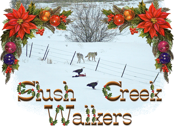 Welcome to Slush Creek Walkers, Tennessee Walking horse breeders in Bainville, Montana. With the largest herd of Heritage-certified horses in the world, our goal is to provide good quality, using horses at reasonable prices. Come on in and pay us a visit!
