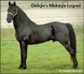 Delight's Midnight Legend At Stud