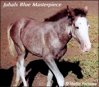 JUBALS BLUE MASTERPIECE #19903070