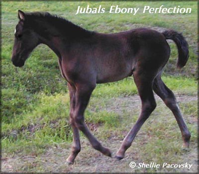 JUBALS EBONY PERFECTION #20003427