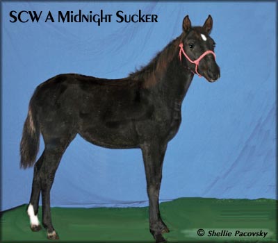 SCW A MIDNIGHT SUCKER #21000604