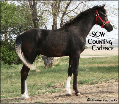 SCW COUNTING CADENCE #20700732