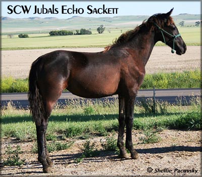 SCW JUBALS ECHO SACKETT &nbsp;TWHBEA #20903728