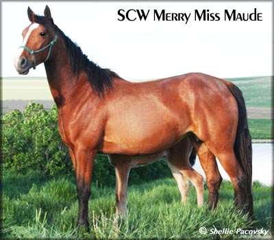 SCW MERRY MISS MAUDE #20500880