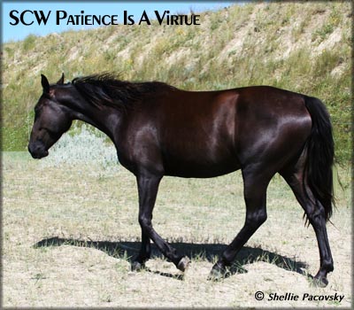 SCW PATIENCE IS A VIRTUE #20700741