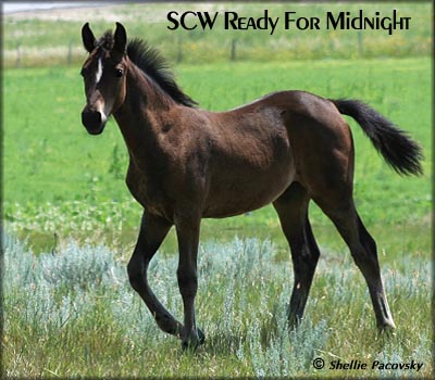 SCW READY FOR MIDNIGHT &nbsp;#21000607