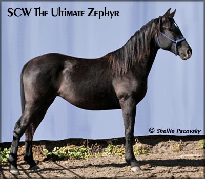 SCW The Ultimate Zephyr #20601058