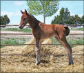 SCW LITTLE RASCALS MEDORA