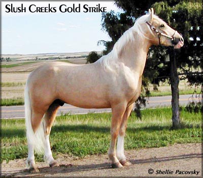 SLUSH CREEKS GOLD STRIKE  TWHBEA #982526