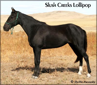 SLUSH CREEKS LOLLIPOP #20312434