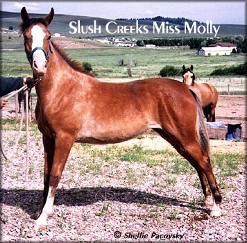 Slush Creeks Miss Molly #982530