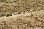 prong-horned antelope