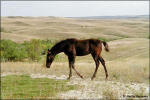 Slush Creek colt, just being a horse