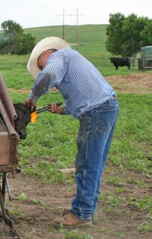 Mark tagging a calf