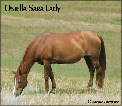 OSTELLA SARA LADY  #903070