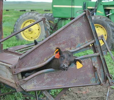 This is a piece of equipment that acts as a chute to catch the much smaller calves but then it squeezes them and rotates them onto their side so we can more easily do the work on each calf.