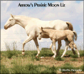 ARROW'S PRAIRIE MOON LIZ 