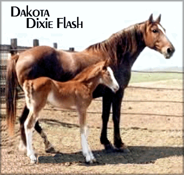 DAKOTA DIXIE FLASH #764296