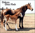 DAKOTA DIXIE FLASH #764296