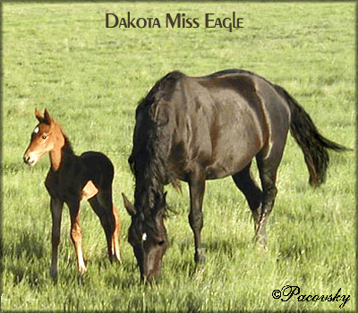 DAKOTA MISS EAGLE #885748