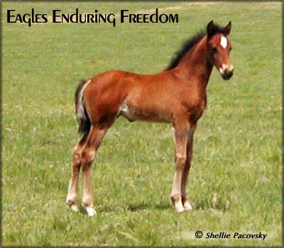 EAGLES ENDURING FREEDOM #20301767