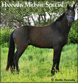 HANNAHS MIDNITE SPECIAL #20601057