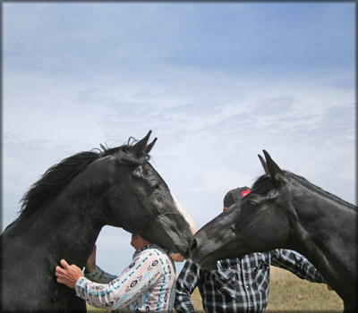 Range stallion, Slush Creek Jubal S. being introduced to Glory's Elegant Angel.  Please don't try this at home.