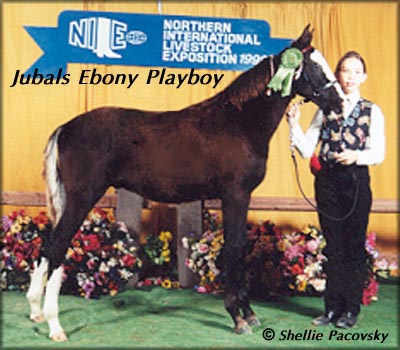 JUBALS EBONY PLAYBOY #19903072
