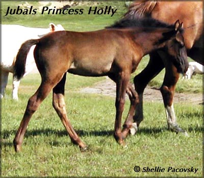 JUBALS PRINCESS HOLLY #20101321