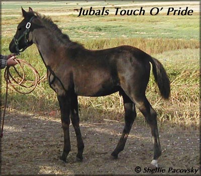 JUBALS TOUCH O' PRIDE #20401643