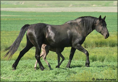 Lehman's Black Dixie at 23 years old.