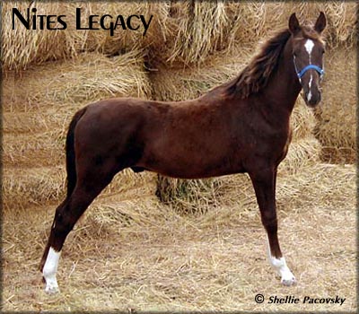 NITES LEGACY TWHBEA #20014857