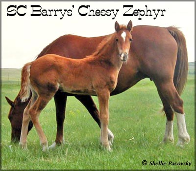 SC BARRYS CHESSY ZEPHYR #20201092