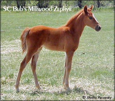 SC BUB'S MILLWOOD ZEPHYR #20301766