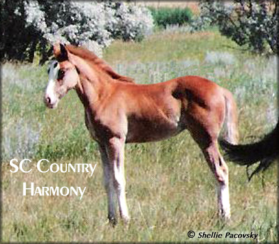 SC COUNTRY HARMONY #19903075