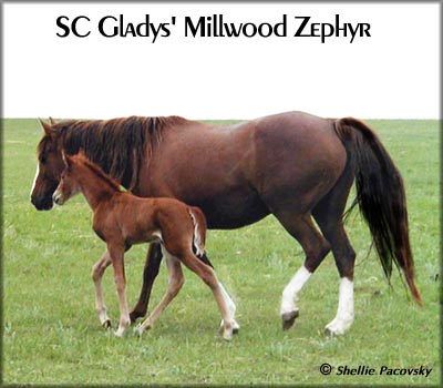 SC GLADYS' MILLWOOD ZEPHR #20301765