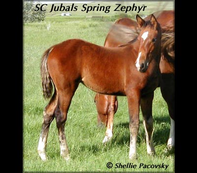 SC JUBALS SPRING ZEPHYR #20101320