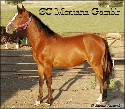 SC MONTANA GAMBLR #20201088