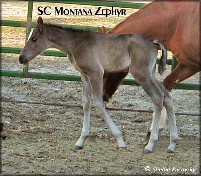 SC MONTANA ZEPHYR #20301764
