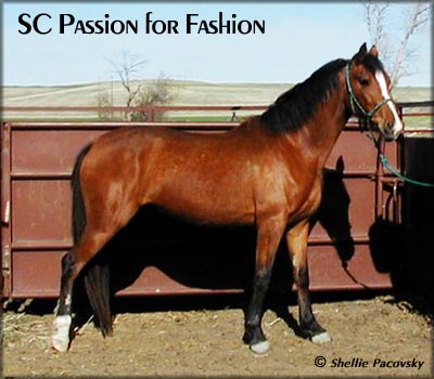 SC PASSION FOR FASHION #20301763