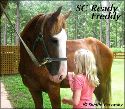 SC READY FREDDY #20101318