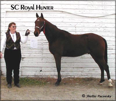 SC ROYAL HUNTER TWHBEA #19905369