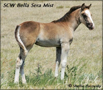 SCW BELLA SERA MIST #20801145