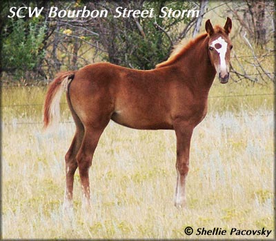 SCW BOURBON STREET STORM #20700733