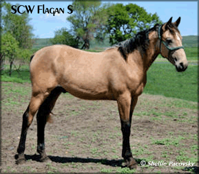 SCW FLANGAN S #20900367